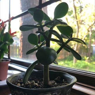 Jade plant in Orchard Park, New York