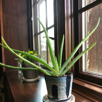 Aloe Vera plant in Buffalo, New York