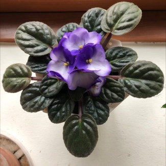 African Violet plant in Orchard Park, New York