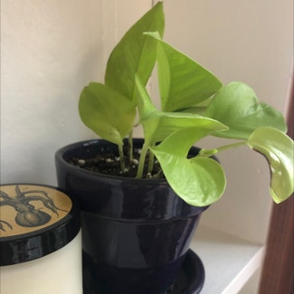 Neon Pothos plant in Orchard Park, New York