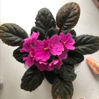 African Violet plant in Orchard Park, New York