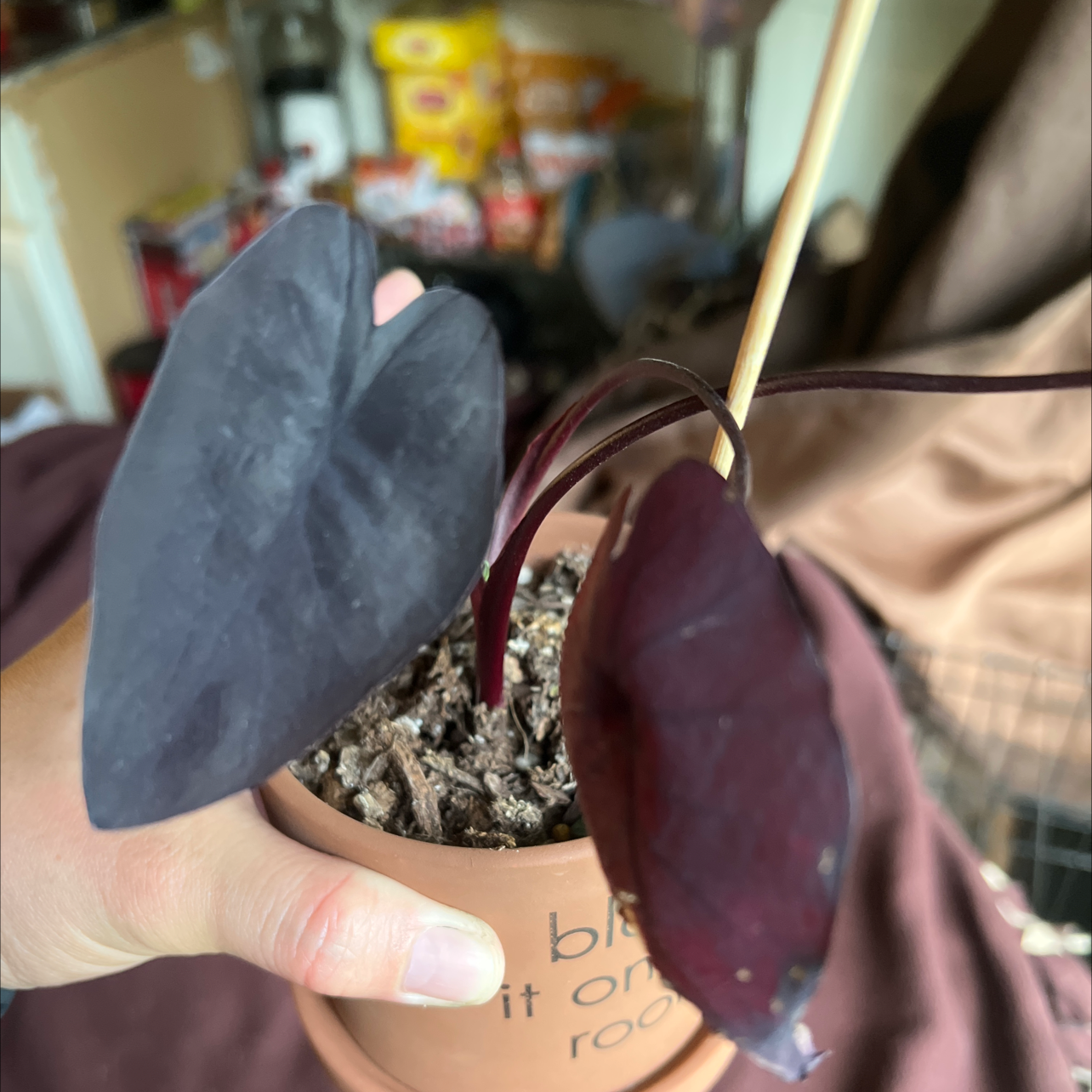 Photo of the plant species Colocasia 'Black Ripple' by @YesSedge named Harry on Greg, the plant care app
