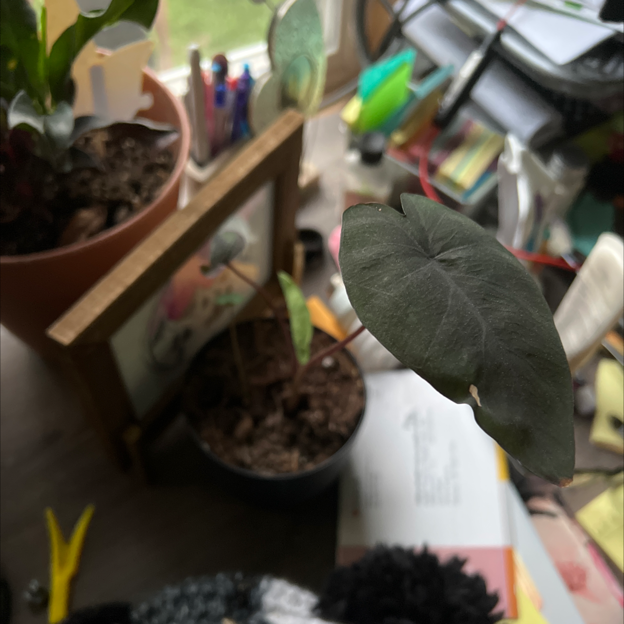 Photo of the plant species Colocasia 'Black Ripple' by @YesSedge named Beckham on Greg, the plant care app