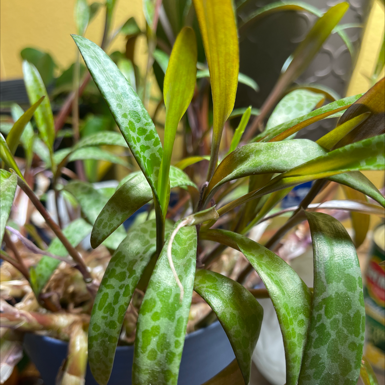 Silver Squill plant with spotted leaves, some yellowing visible, in a pot.