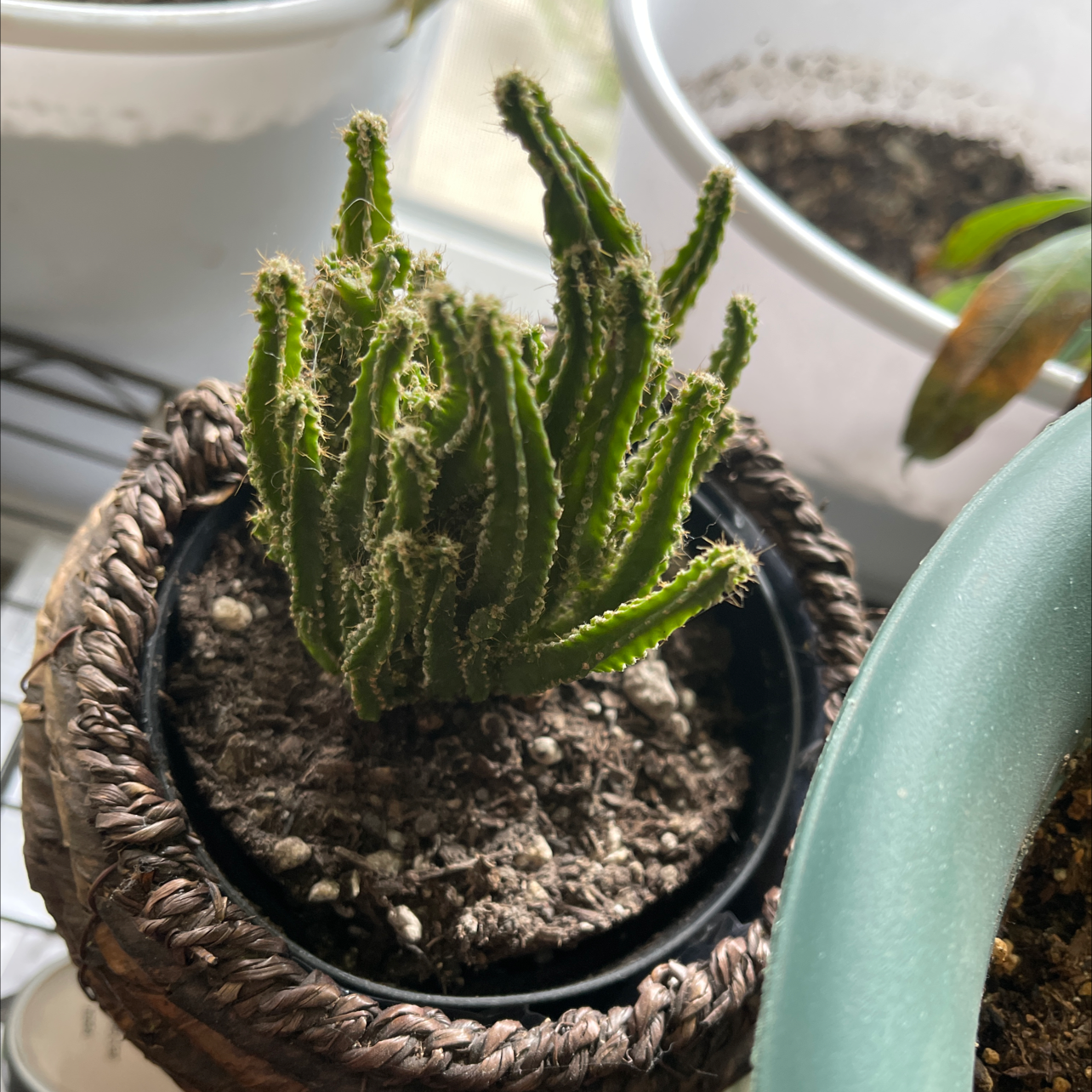 Columnar Cactus in a pot with visible soil, appears healthy.