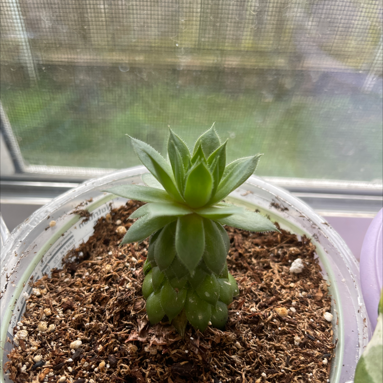 Photo of the plant species Arroyo Lupine by @Aunt_Lizzie named Harper on Greg, the plant care app