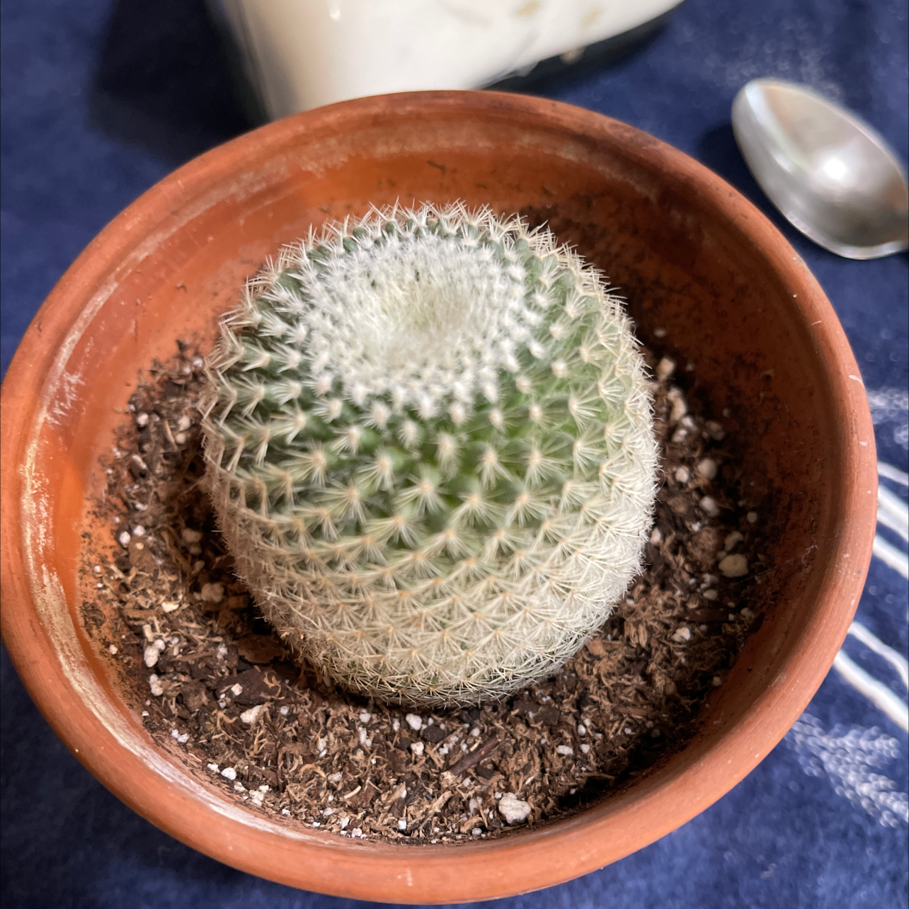 Mammillaria Haageana cactus in a terracotta pot with visible soil.