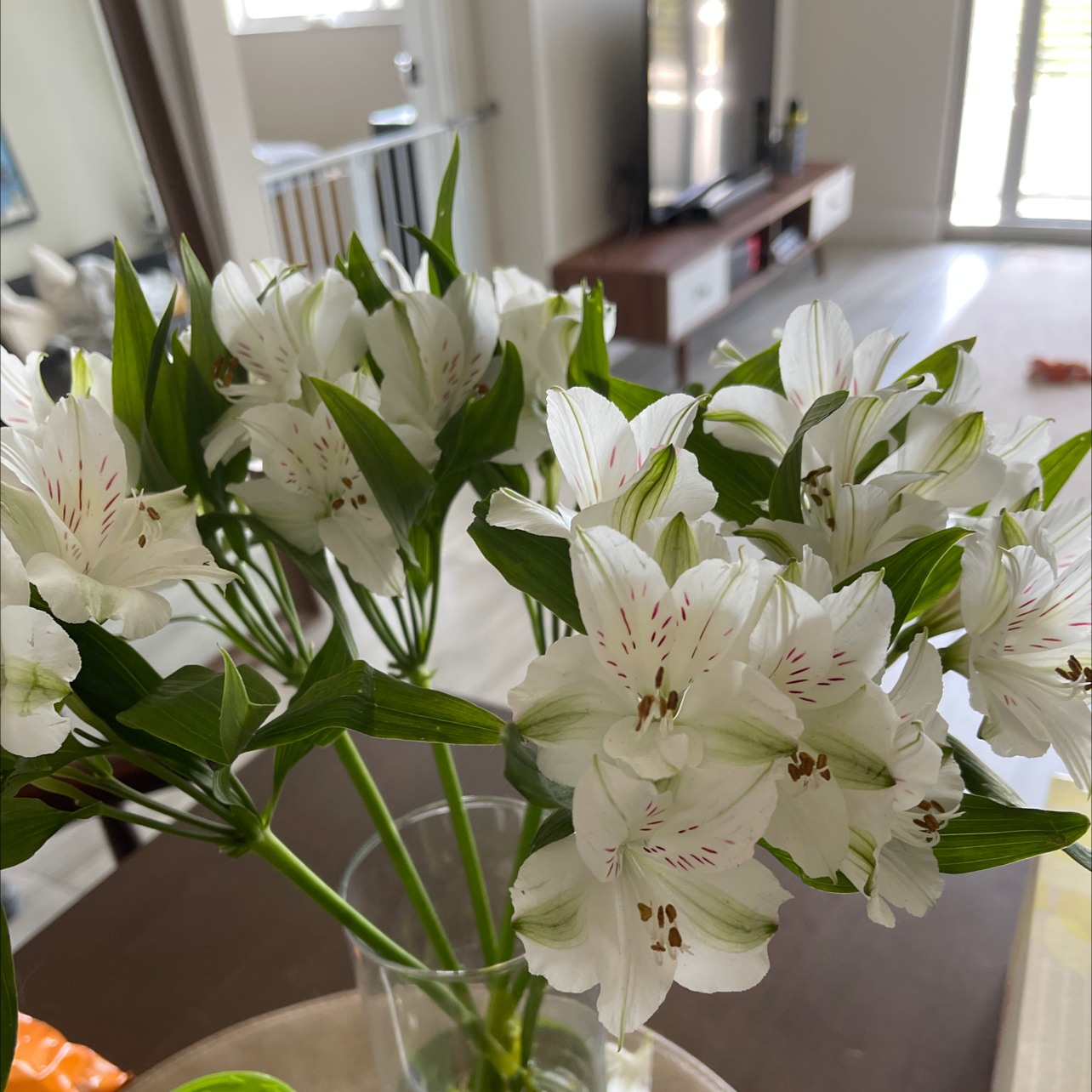 Peruvian-Lily with white flowers and green leaves in an indoor setting.