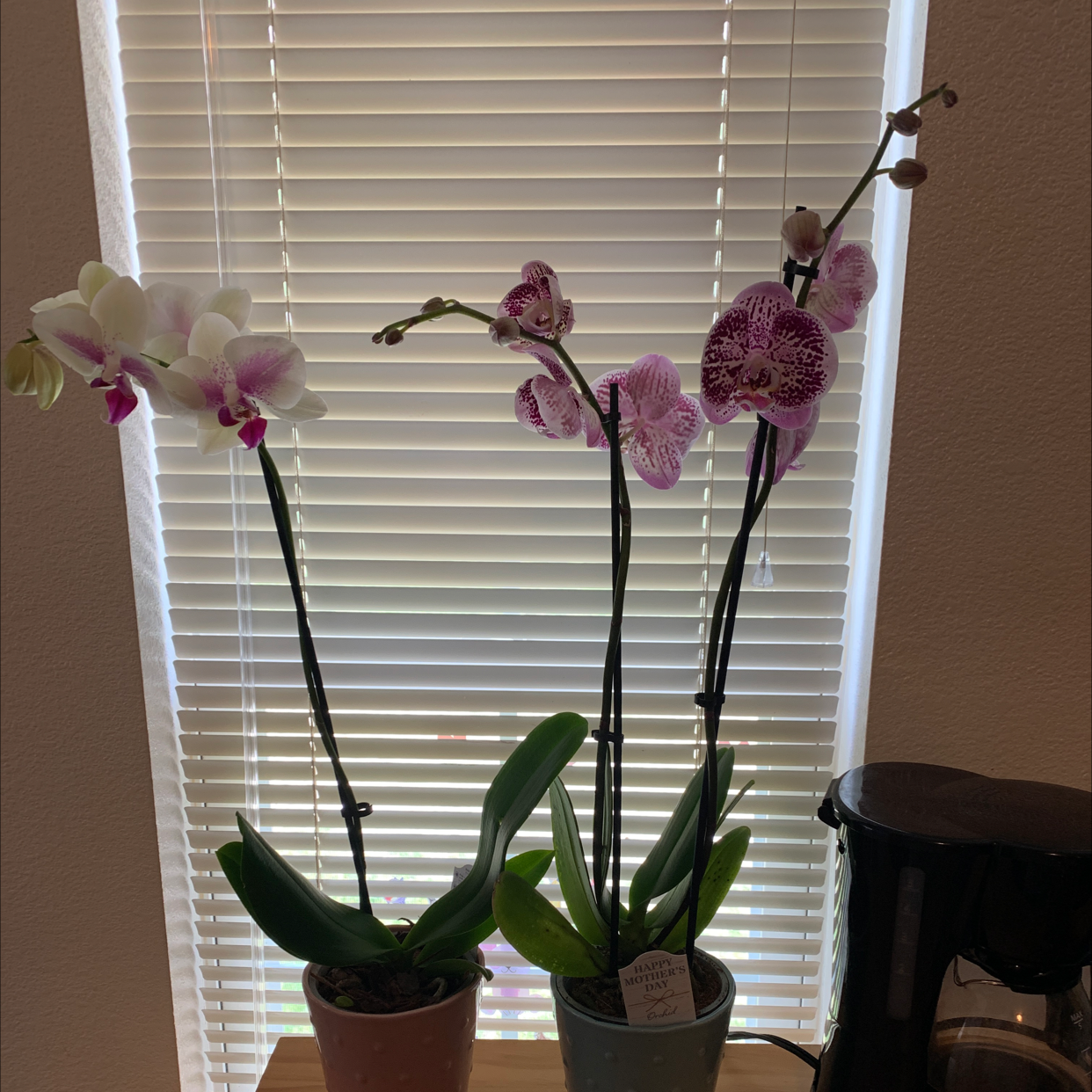 Photo of the plant species Common Spotted Orchid by @SensibleBogarum named Your plant on Greg, the plant care app