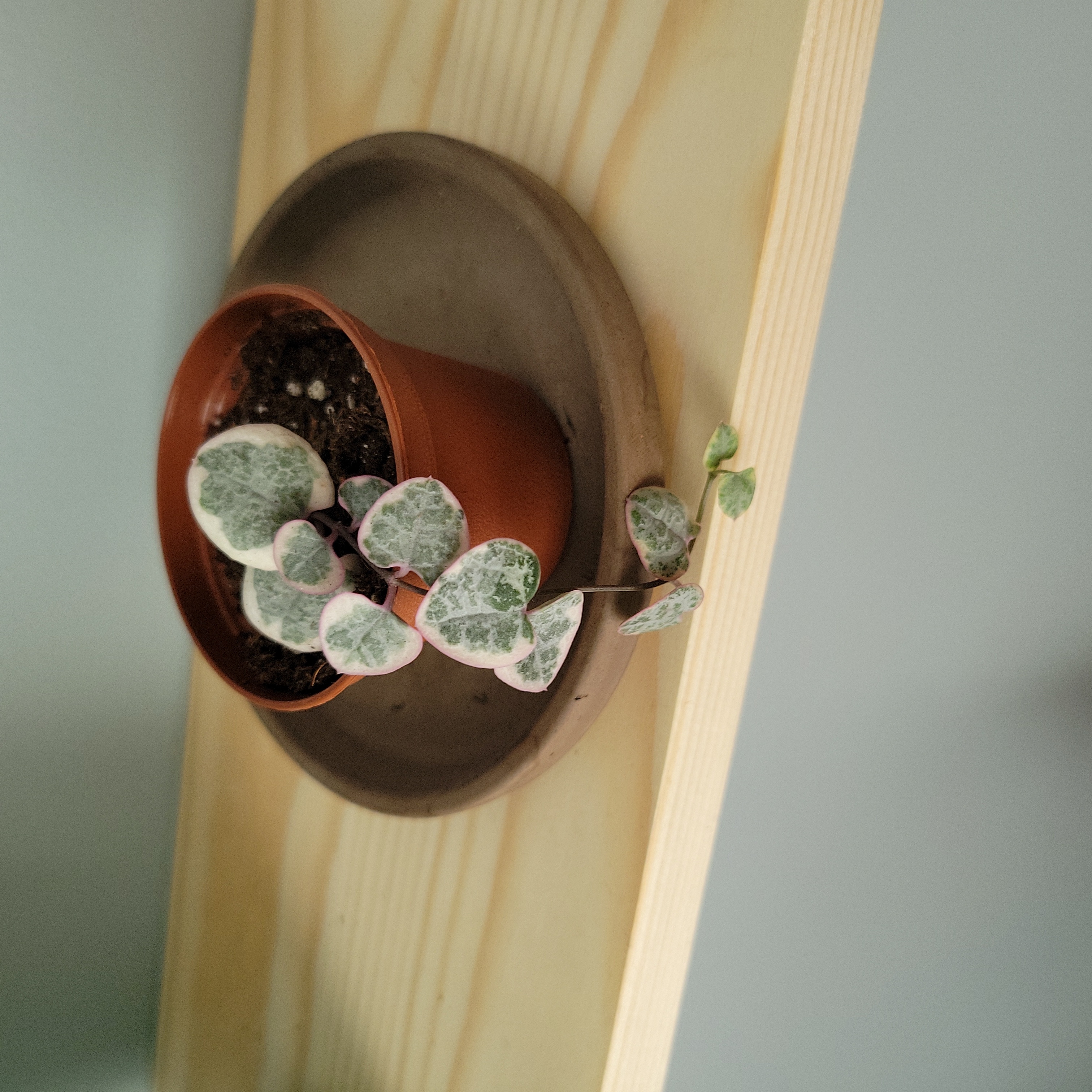 String of hearts