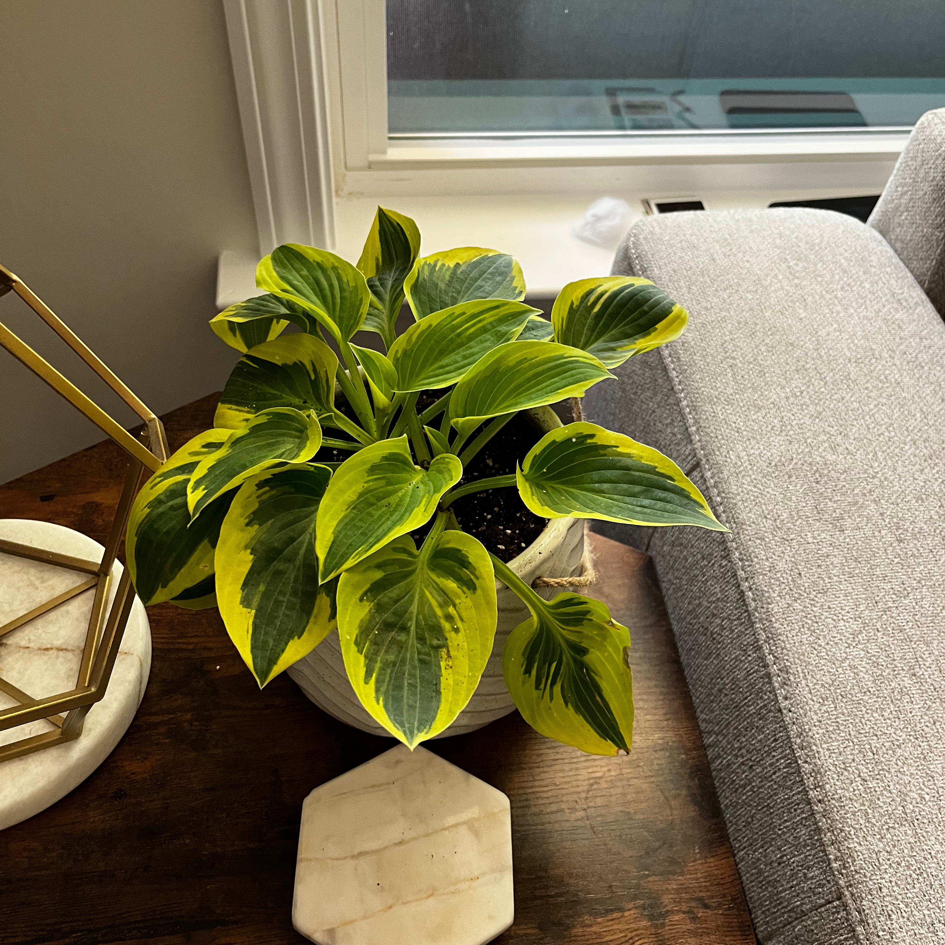 Hosta 'Patriot' plant with variegated leaves on a wooden surface near a window.