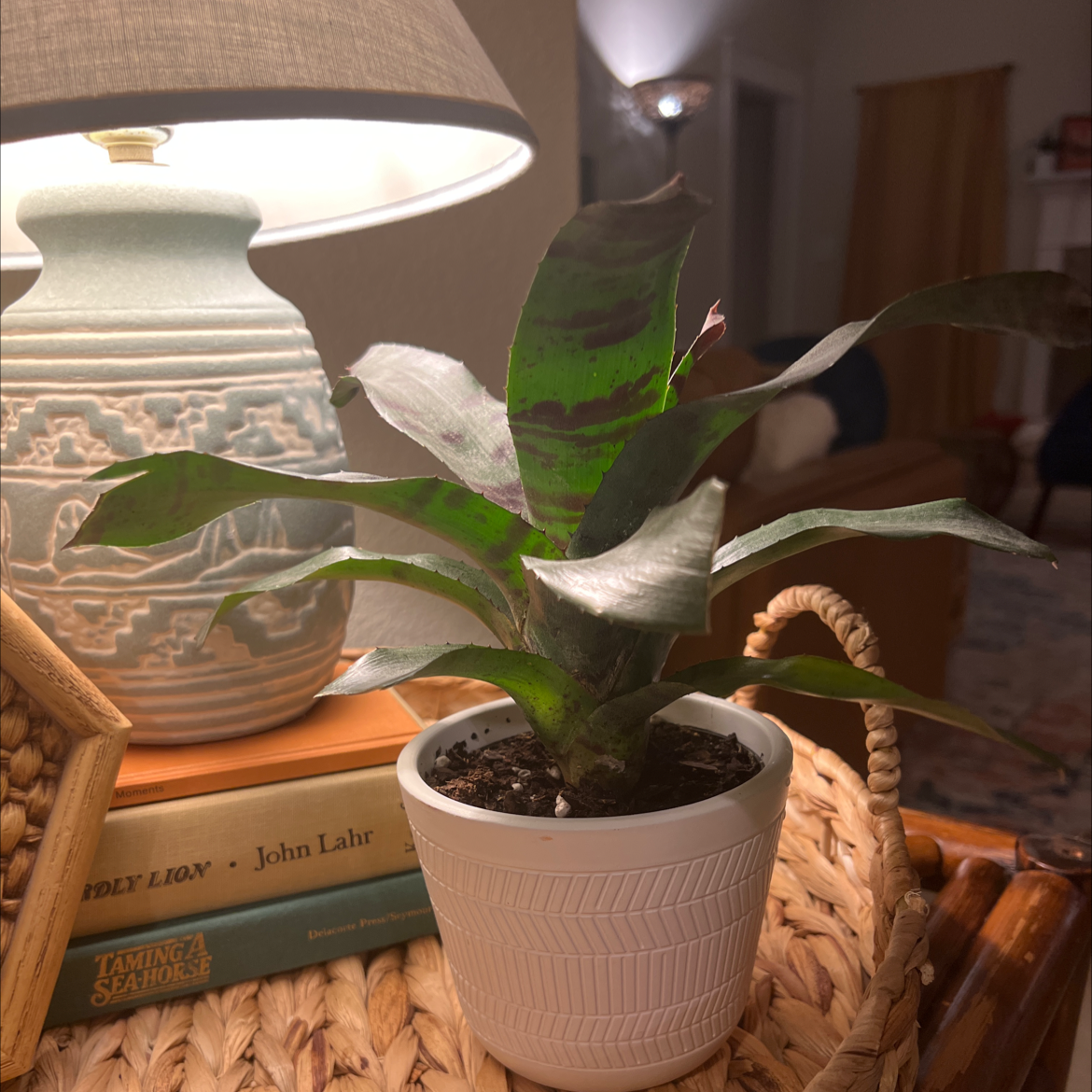 Photo of the plant species Vase Plant by @Unbeleafable named da Vinci on Greg, the plant care app