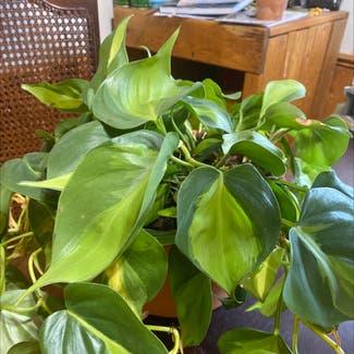 Heartleaf Philodendron plant in Peterborough, Ontario