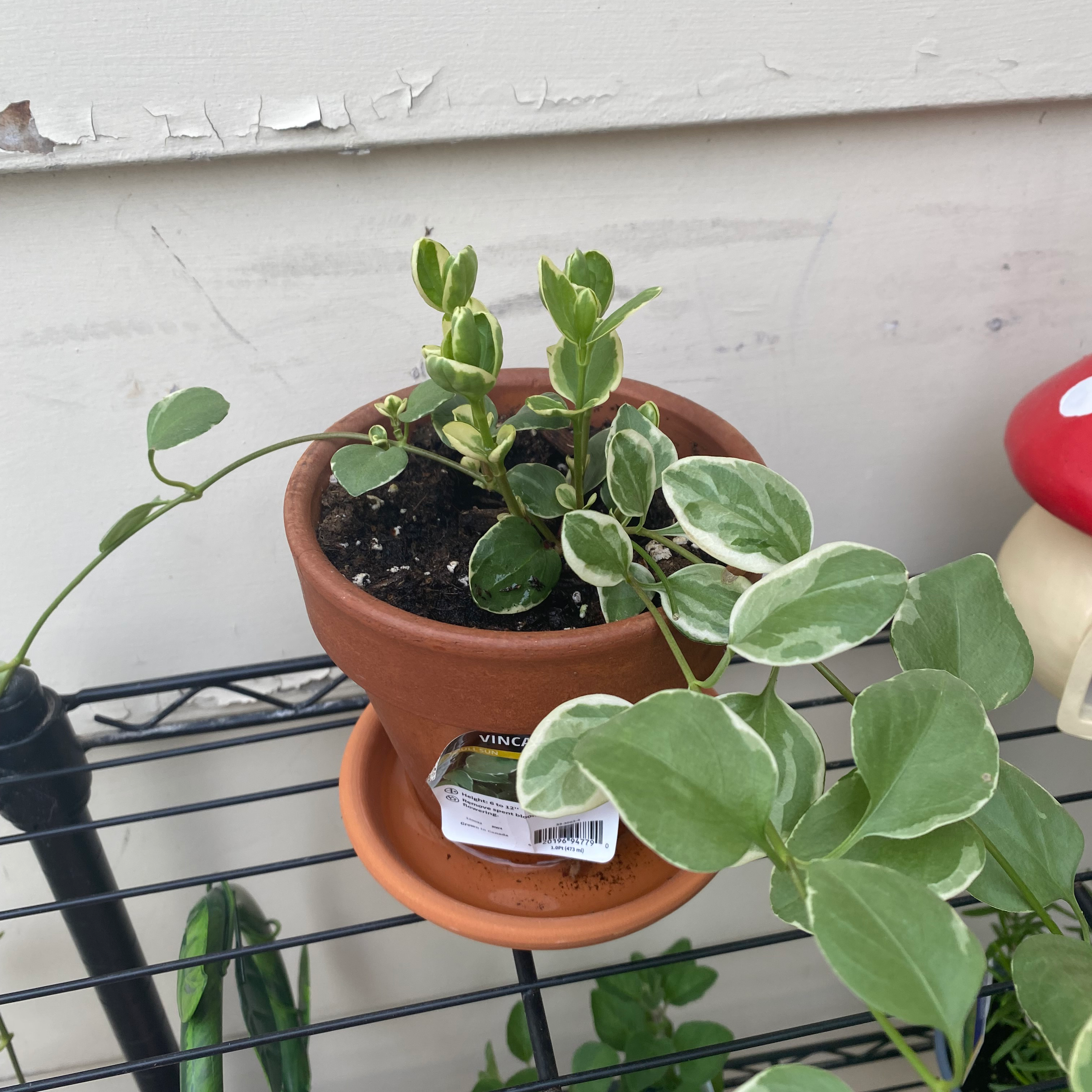 A healthy Greater Periwinkle plant in a terracotta pot on a wire shelf against a white wall.
