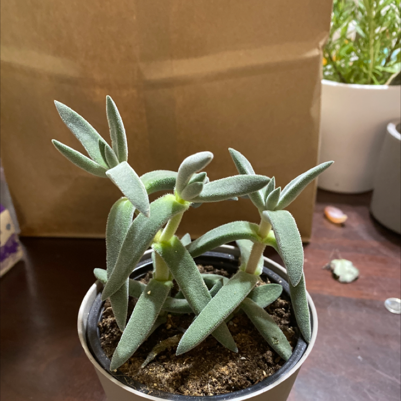 Crassula mesembryanthemoides plant in a small pot, healthy with green fleshy leaves.