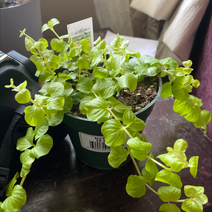 Creeping Jenny plant photo by @Faith.thompson named Hades on Greg, the plant care app.