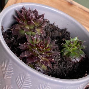 Hens and Chicks plant photo by @Haileybow named Kanye on Greg, the plant care app.