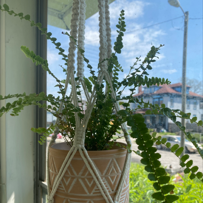 Healthy Erect Sword Fern in ornate planter on windowsill with city view, lush green fronds pointing upwards.