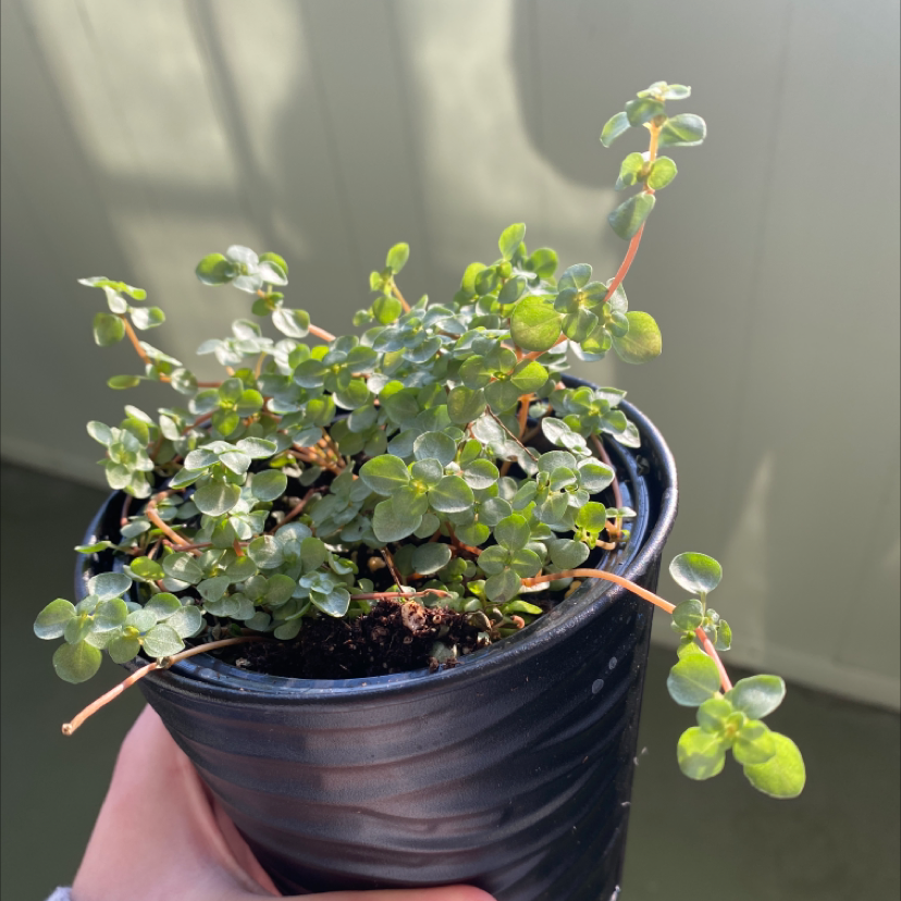 Photo of the plant species Pilea 'Aquamarine' by @Haileybow named Zion on Greg, the plant care app