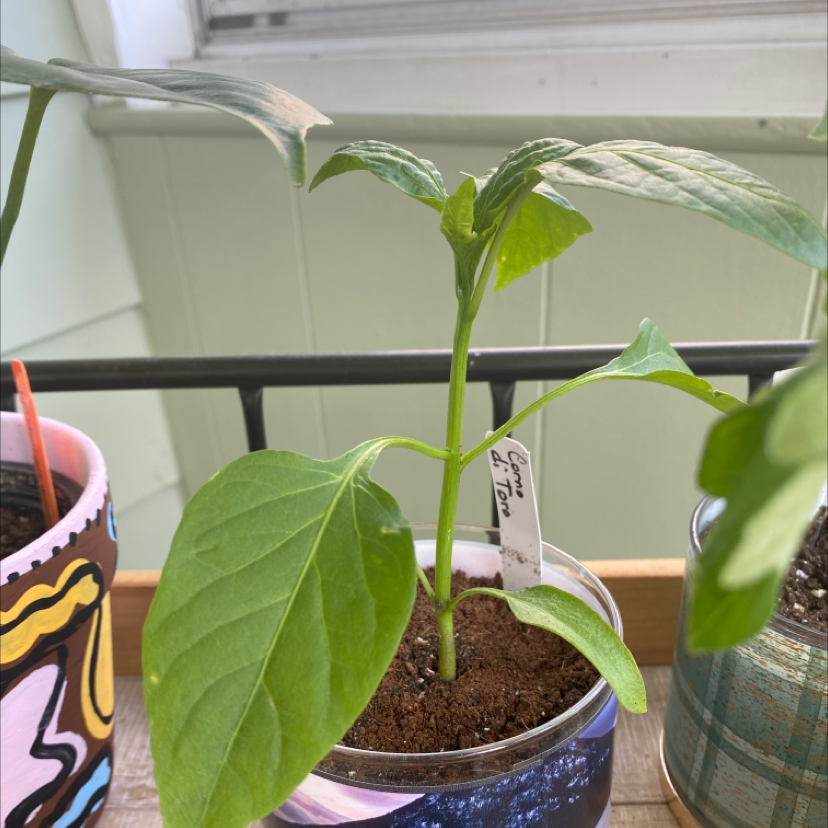 Photo of the plant species Corno di Toro Pepper by @Haileybow named Rainbow on Greg, the plant care app