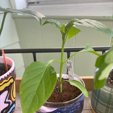 Photo of the plant species Corno di Toro Pepper by Haileybow named Rainbow on Greg, the plant care app