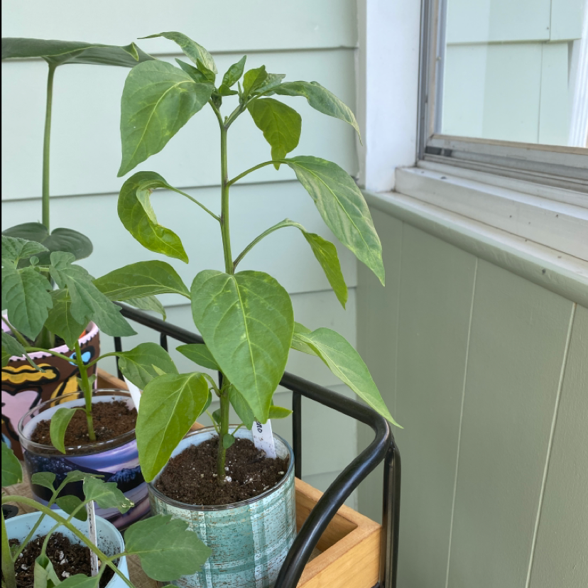 Jalapeño Pepper plant in a pot with slight yellowing on some leaves.