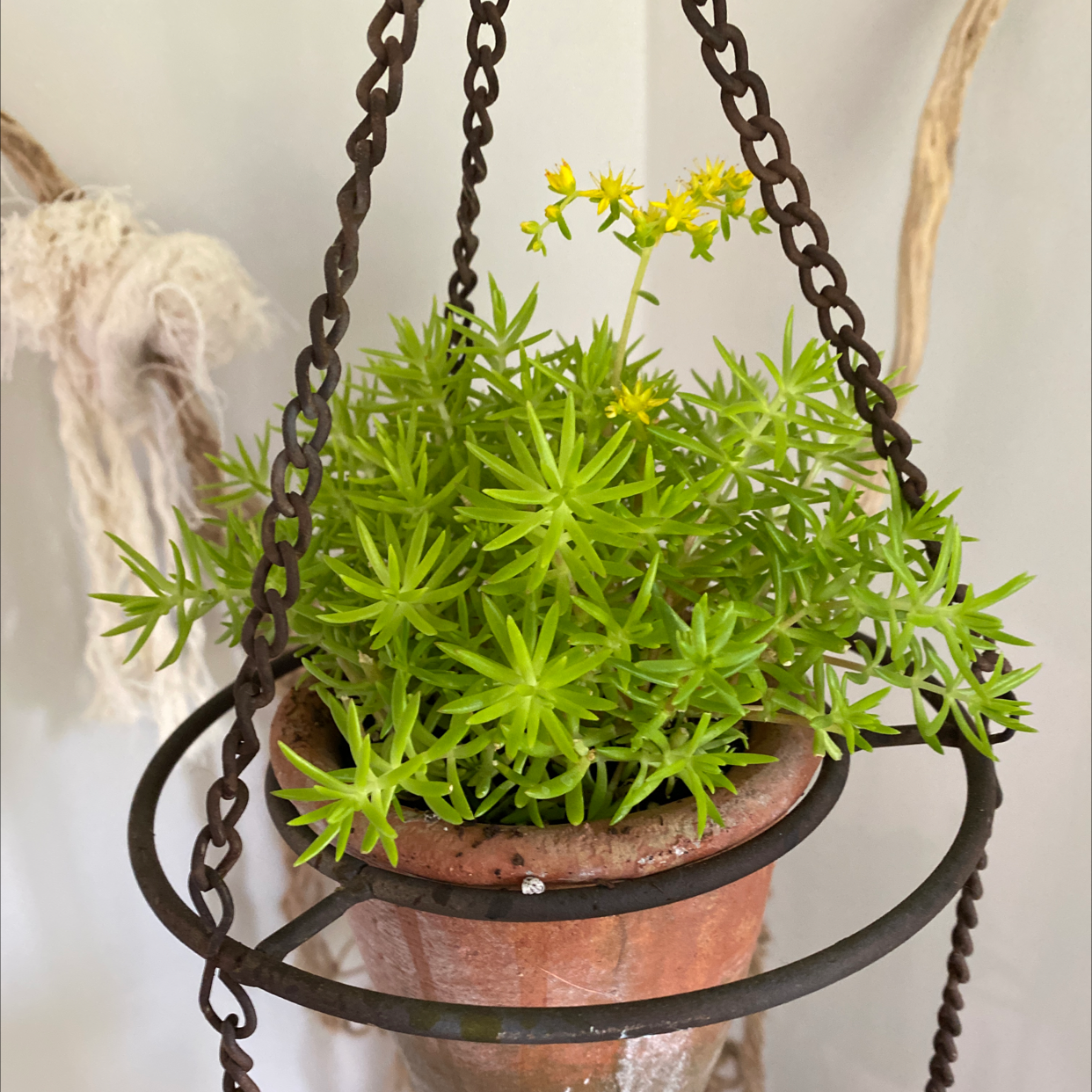 Lemon Ball Sedum uploaded to the Greg plant app by @HyggeVibes