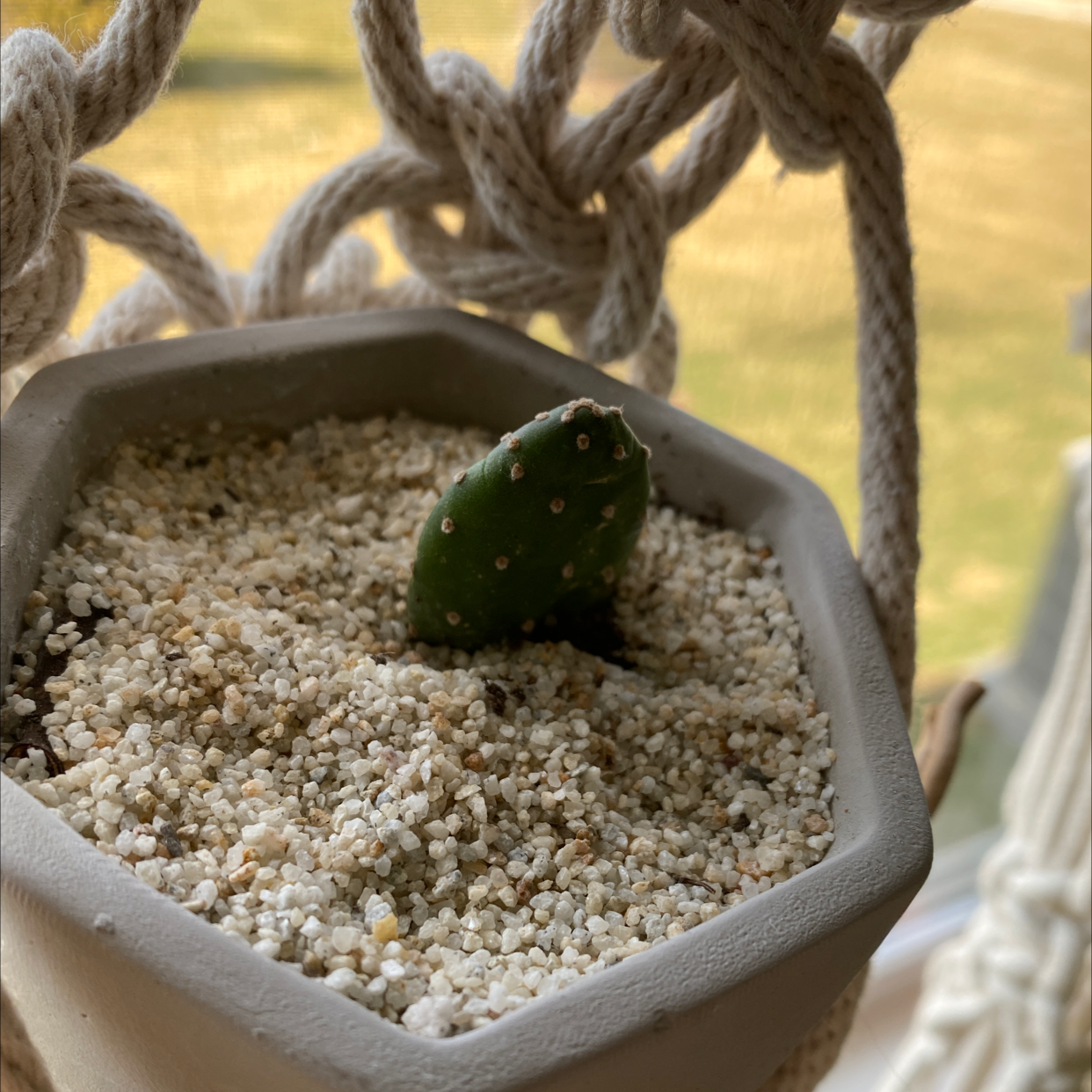 Smooth Prickly Pear plant photo by @HyggeVibes named Your plant on Greg, the plant care app.