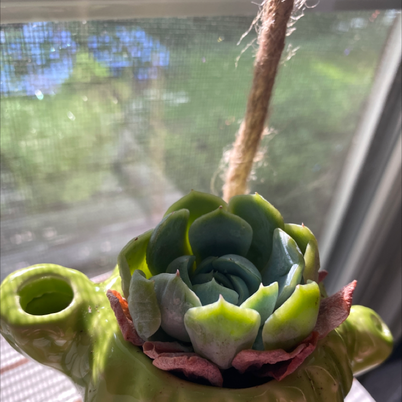 Photo of the plant species Blue Echeveria by @Jsmitty named Priscilla on Greg, the plant care app