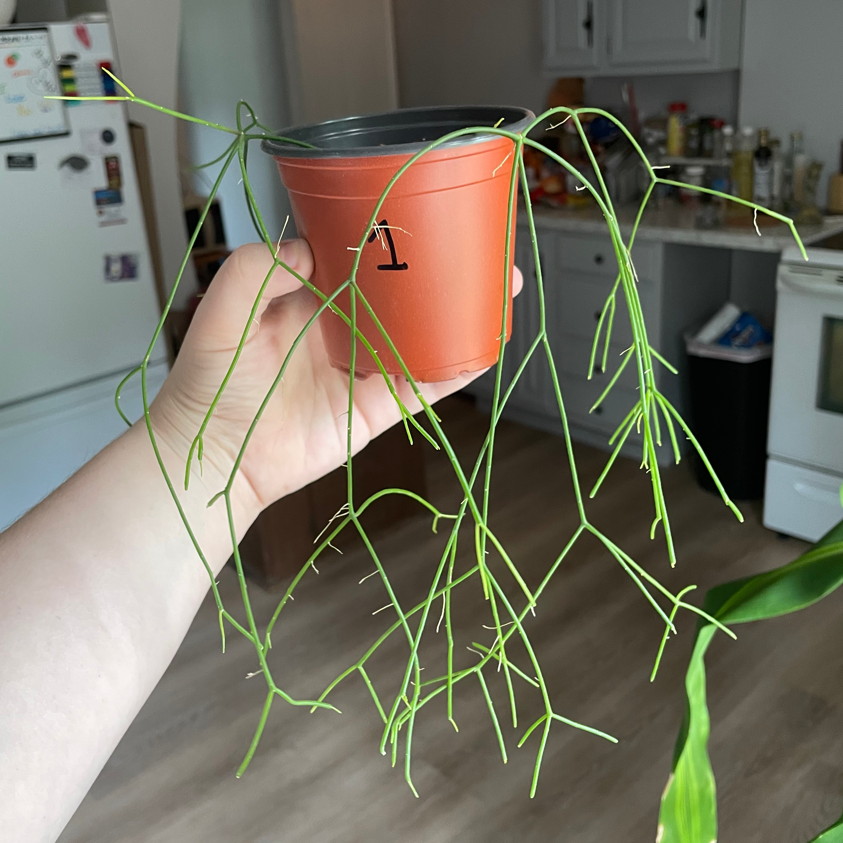 Photo of the plant species Jungle Cactus by @sydfog named Dilly on Greg, the plant care app