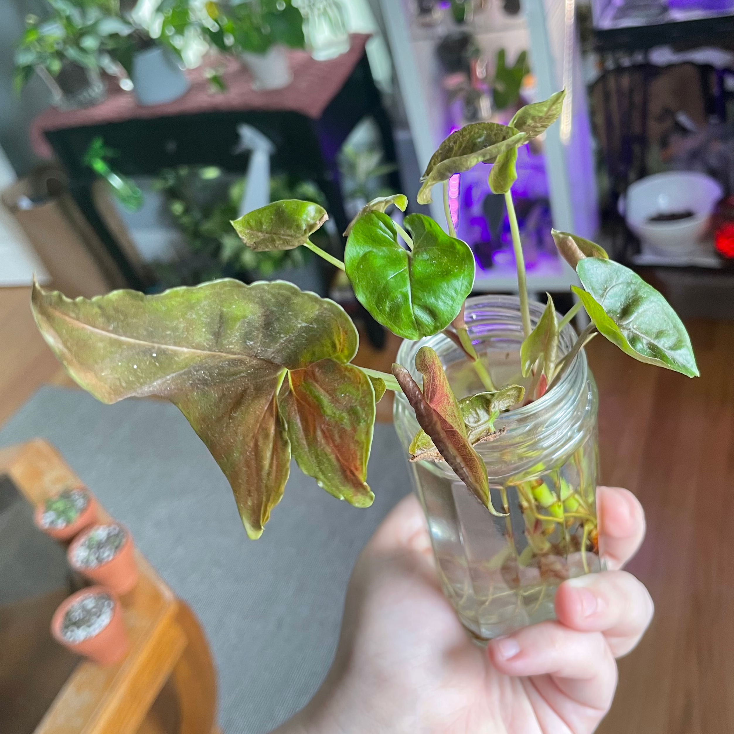 Syngonium 'Maria Allusion' plant in a glass jar with water, showing some browning leaves.