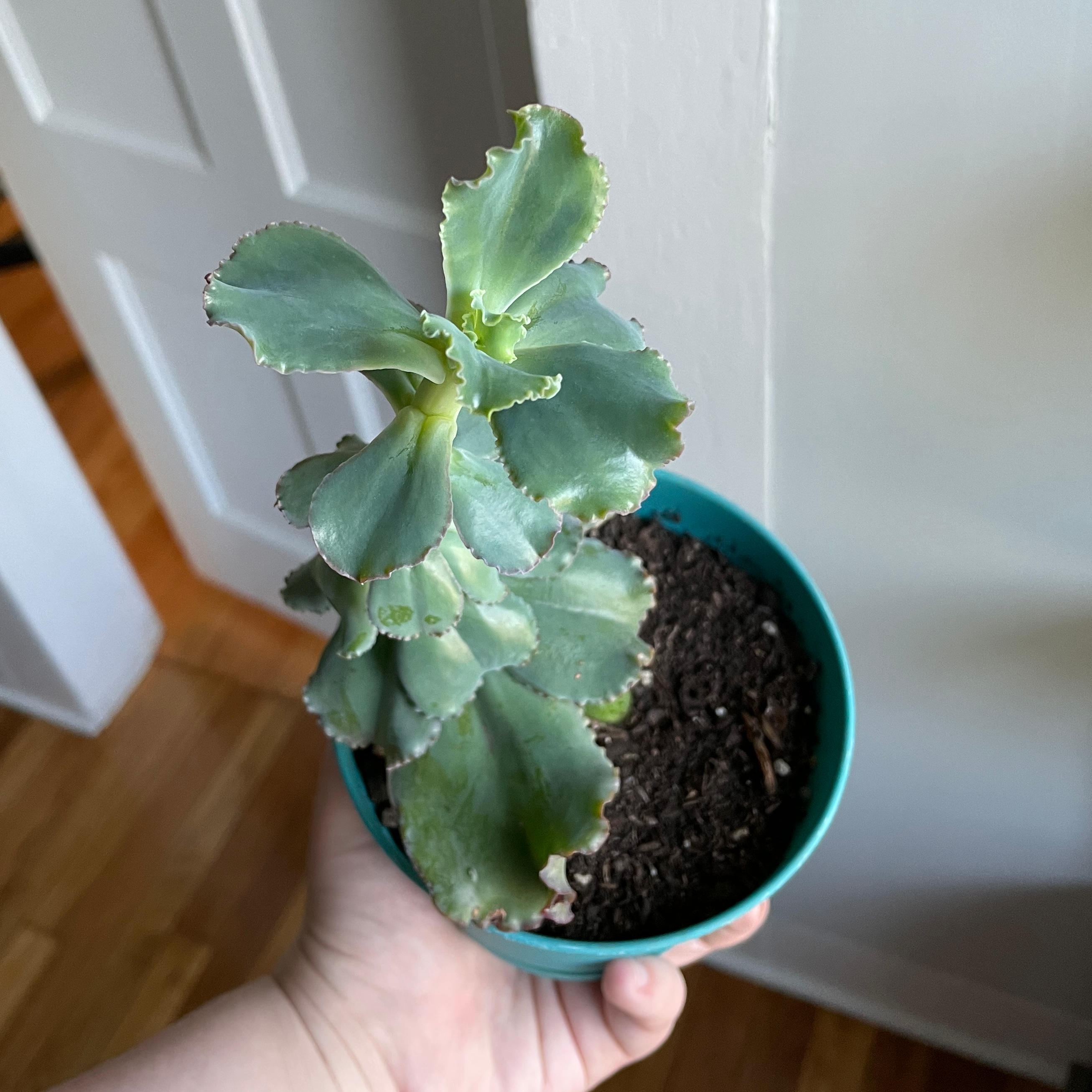 Photo of the plant species Curly Locks by @sydfog named Raina on Greg, the plant care app