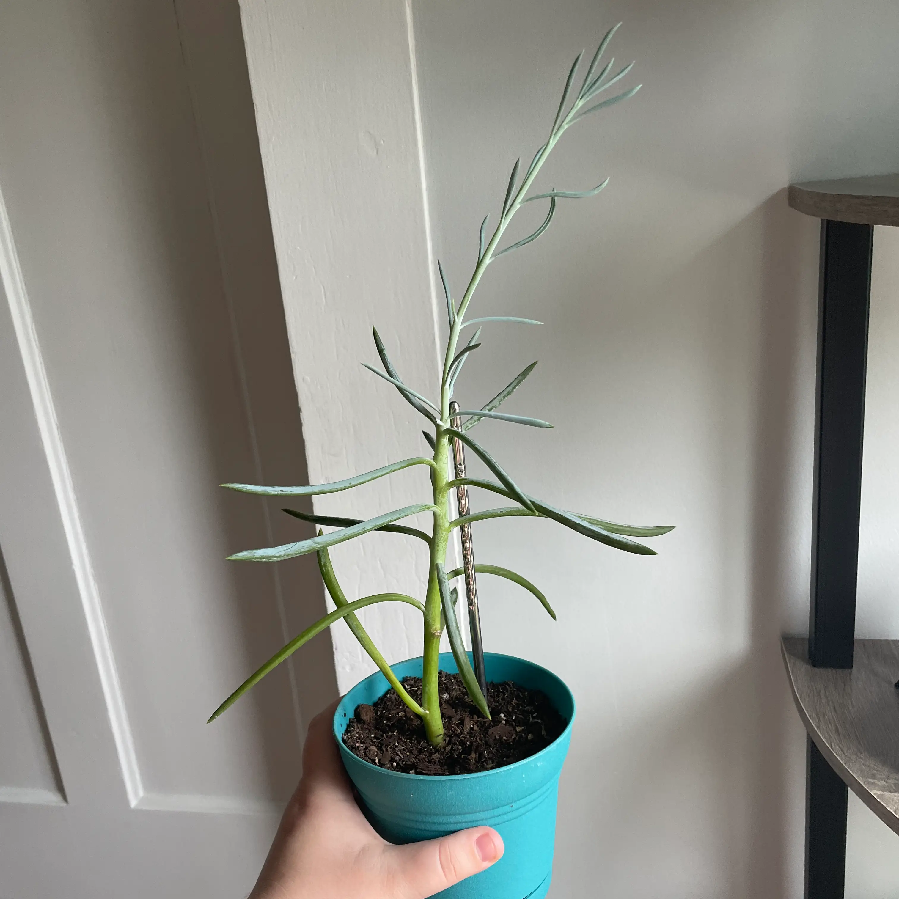 Photo of the plant species Big Blue Chalksticks by @sydfog named Corbin on Greg, the plant care app