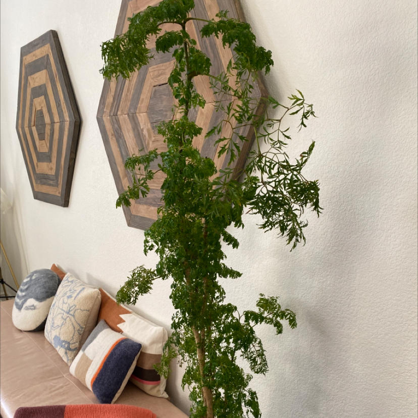 Indoor Ming Aralia plant with green, fern-like leaves against a decorated wall.