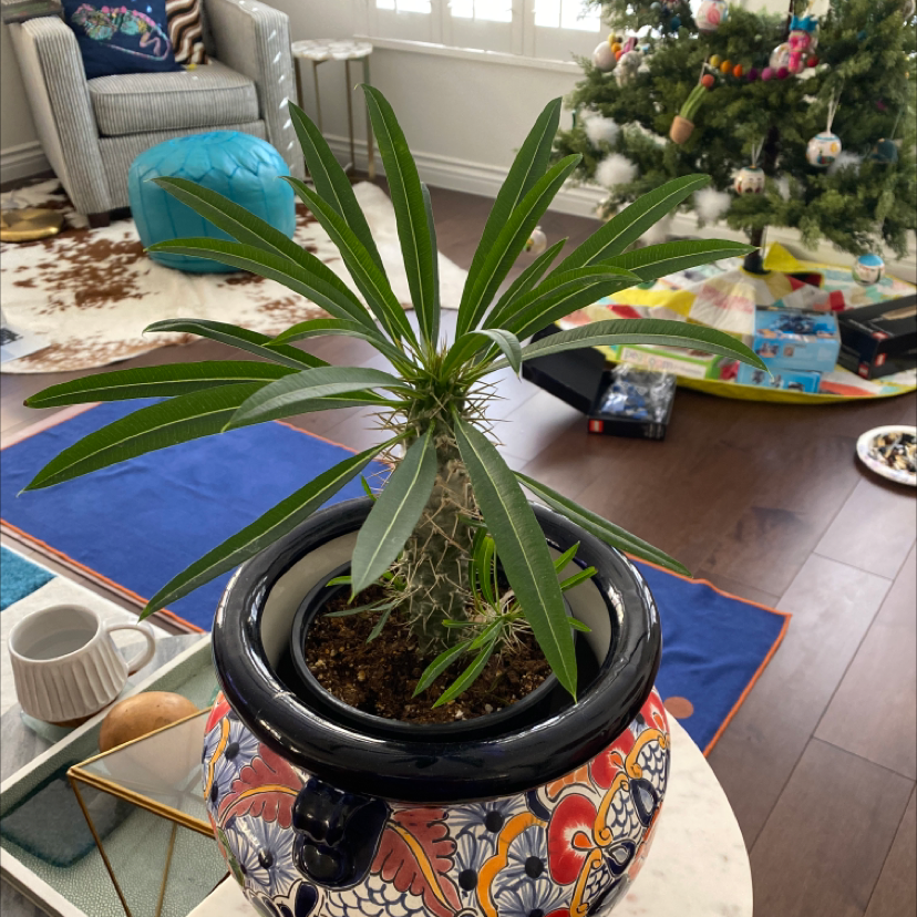 Madagascar Palm (Pachypodium lamerei) in a decorative pot indoors with a festive background.