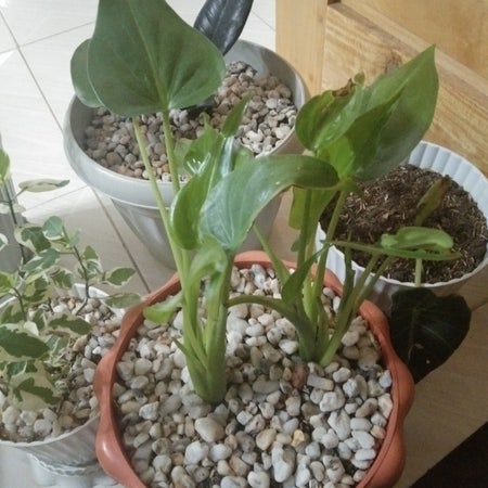 Photo of the plant species Dwarf Voodoo Lily by Ascendingpepper named Rodent tuber on Greg, the plant care app