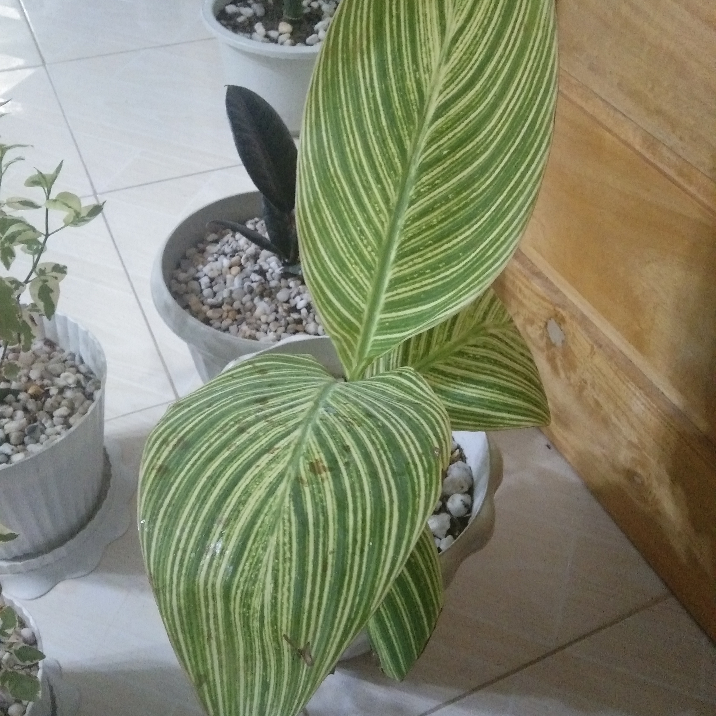 Photo of the plant species Bengal Tiger Canna Lily by @AscendingPepper named Canna lily on Greg, the plant care app