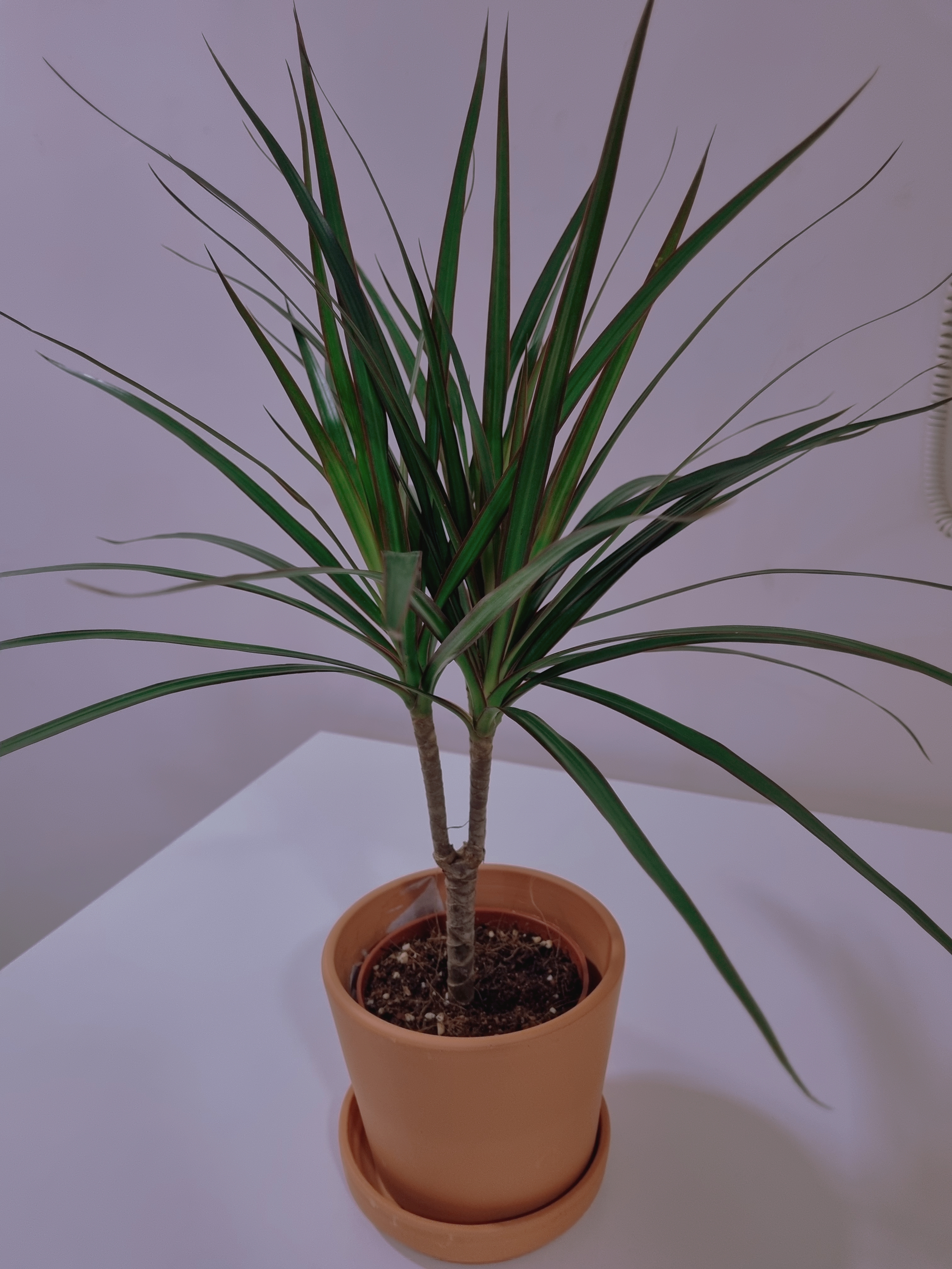 Madagascar Dragon Tree in a terracotta pot with visible soil, healthy green leaves.