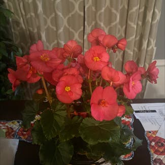 Clubed Begonia plant in Chanute, Kansas