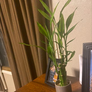 Lucky Bamboo plant in Chanute, Kansas