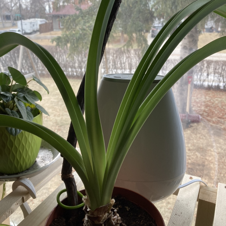 Striped-Tubed Amaryllis plant with long green leaves in a pot, soil visible.