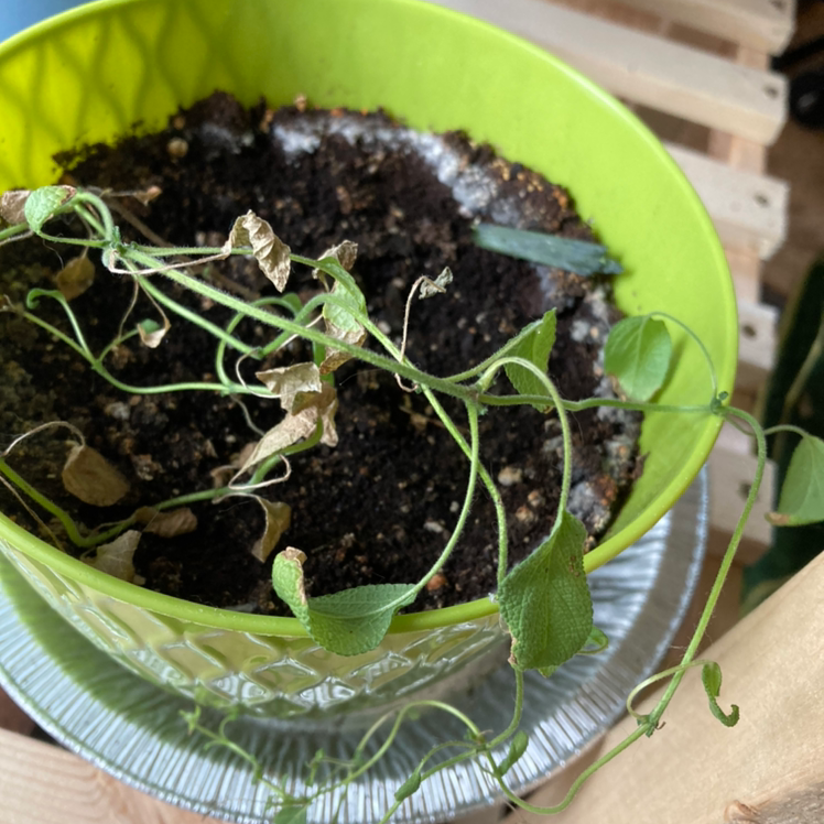 Why Are There Brown Spots on My Common Sage Leaves? 🍂