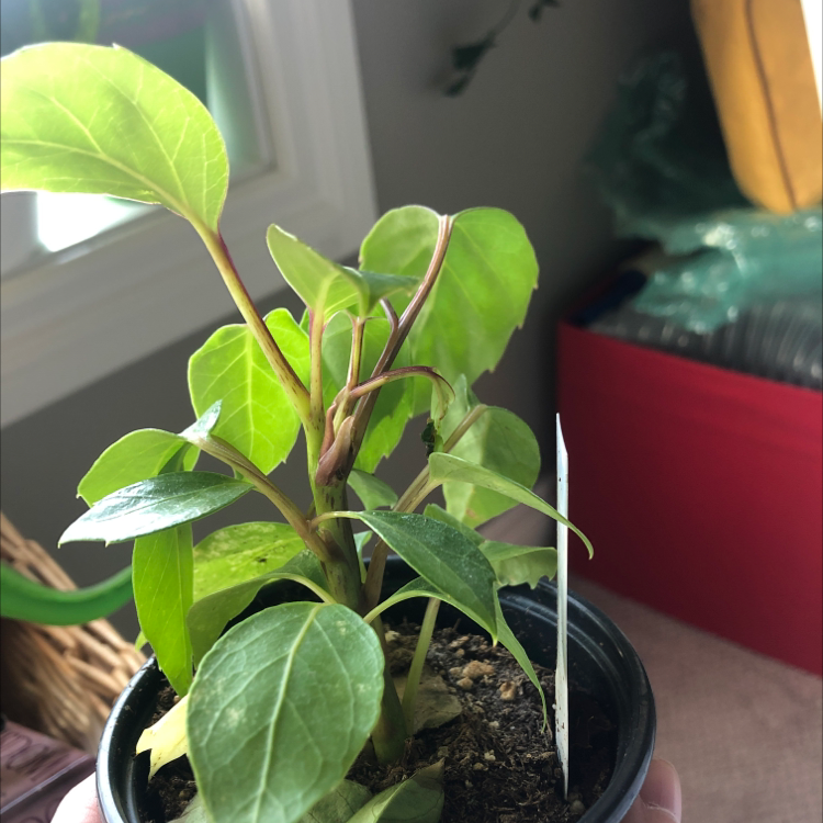 🌂 Why Is My Umbrella Tree Dropping Leaves?