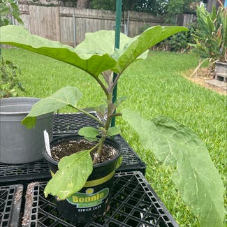 Eggplant plant in Metairie, Louisiana