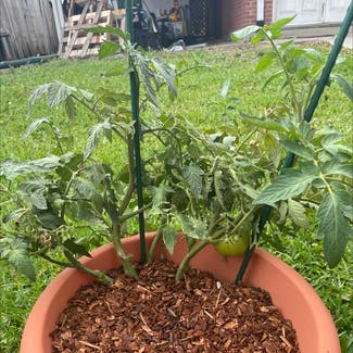 Tomato Plant plant in Metairie, Louisiana