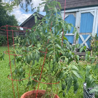 Tomato Plant plant in Metairie, Louisiana