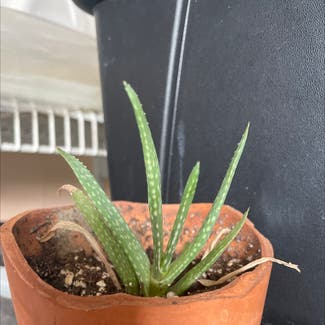 Aloe vera plant in Metairie, Louisiana