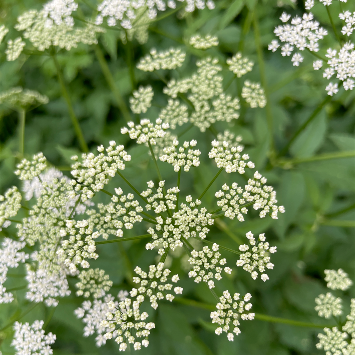 Close-up of Bishop's Goutweed with clusters of small white flowers.