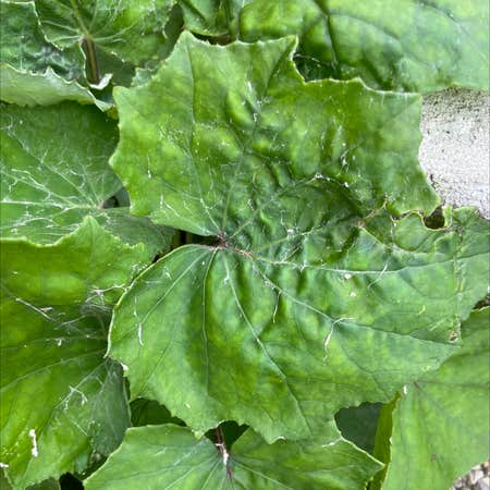 Photo of the plant species Coltsfoot by Candescentbroom named Your plant on Greg, the plant care app