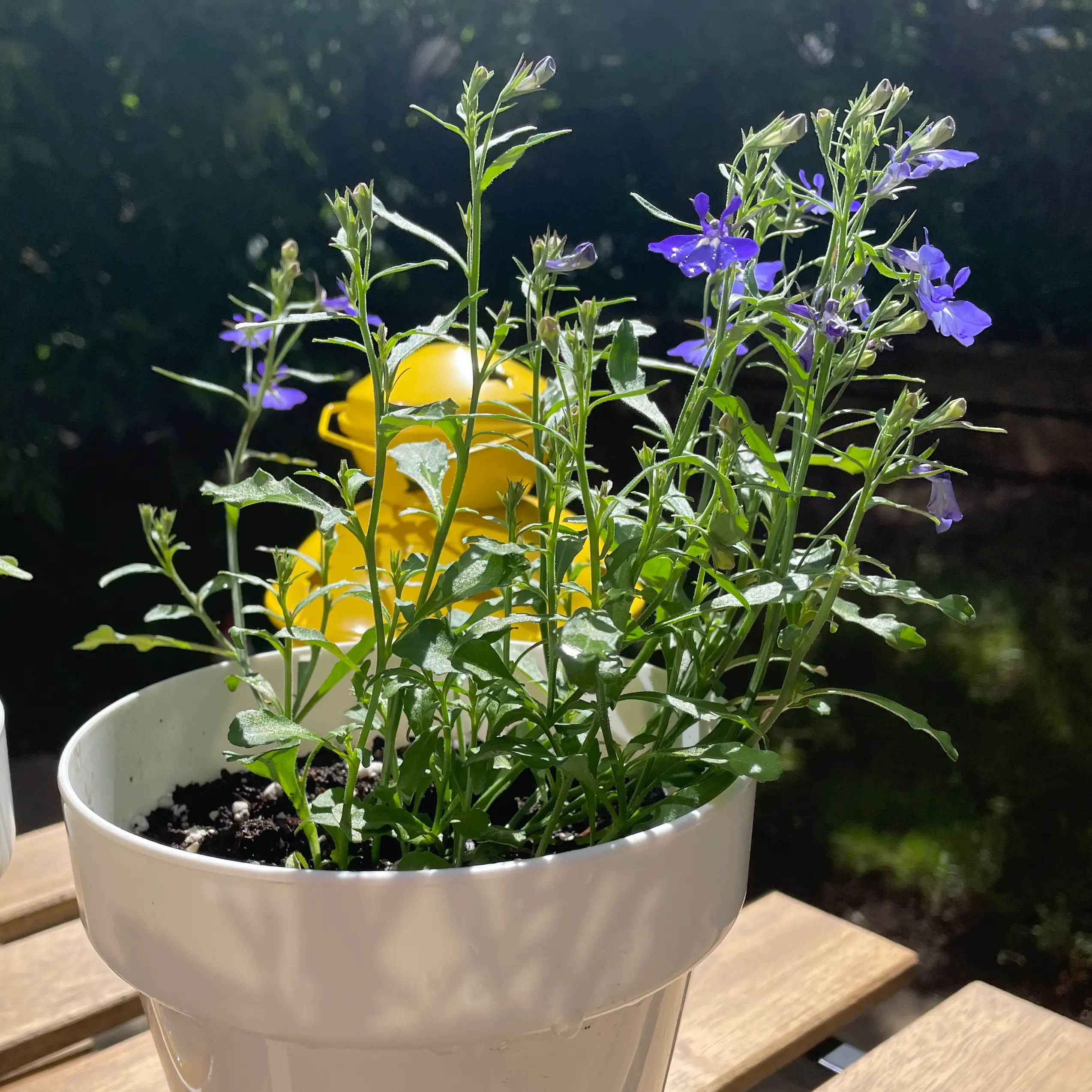 Potted Edging Lobelia with purple flowers and visible soil.